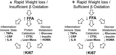 Biomarkers Associated With Tumor Ki67 and Cathepsin L Gene Expression in Prostate Cancer Patients Participating in a Presurgical Weight Loss Trial